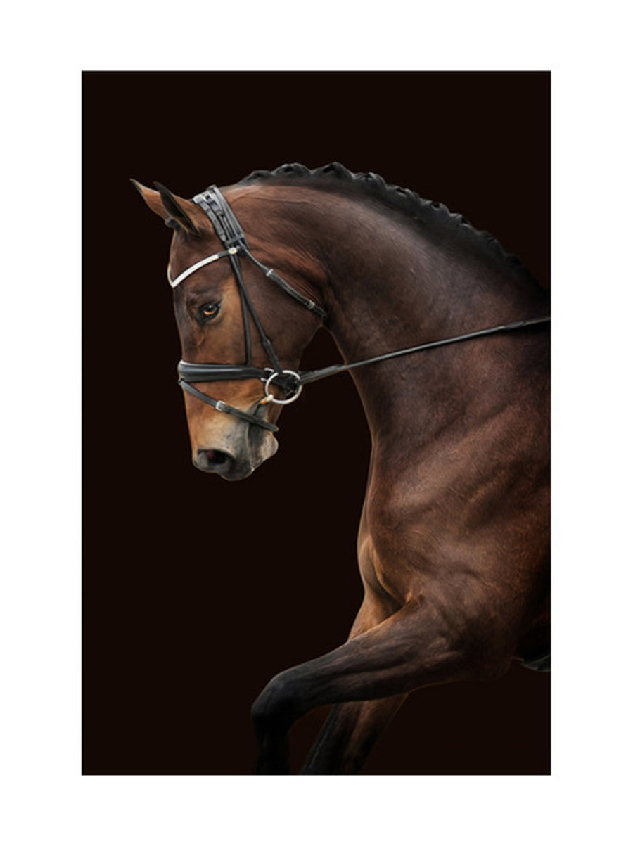 Canvas Modern Horse Poster